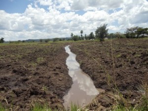  Petals New Land Purchase crop irrigation